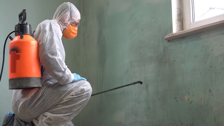 Professional Mold Removal in Jefferson, TX